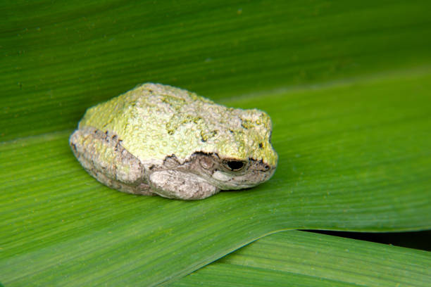 żaba z drzewa zwyczajego - green treefrog frog common frog tree frog zdjęcia i obrazy z banku zdjęć