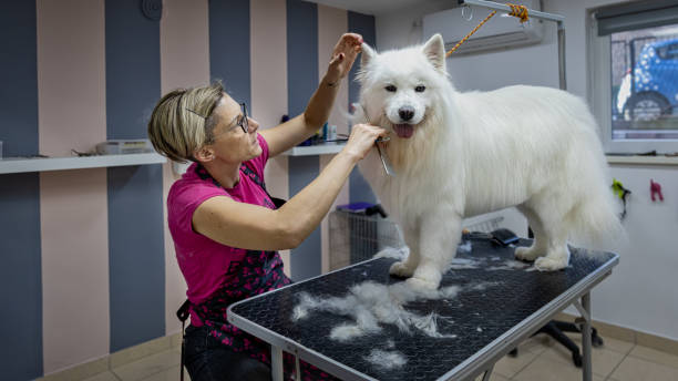 istock Female dog groomer brushing a Samoyed  dog 1282165848