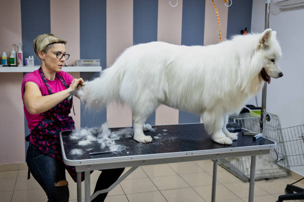 istock Female dog groomer brushing a Samoyed  dog 1282165854