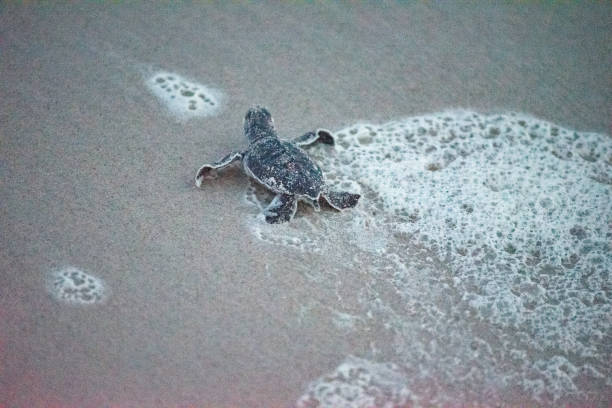 istock Green Sea Turtle Hatchlings 1282165876