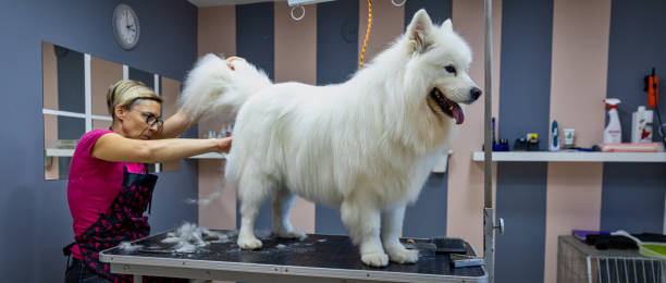 istock Female dog groomer brushing a Samoyed  dog 1282165884