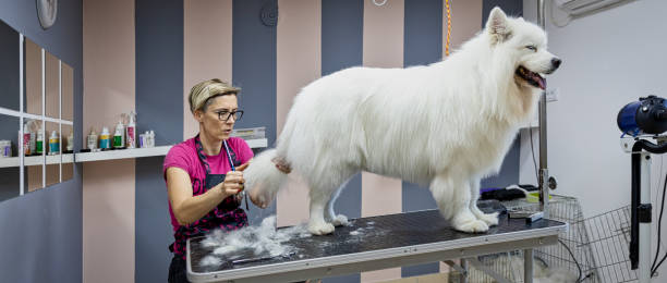 istock Female dog groomer brushing a Samoyed  dog 1282165896