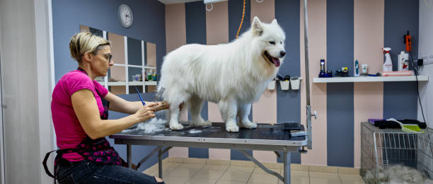 istock Female dog groomer brushing a Samoyed  dog 1282165913