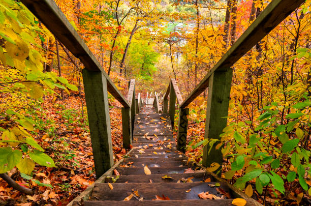 bosque de otoño con escaleras de madera - outdoors footpath leaf toronto fotografías e imágenes de stock