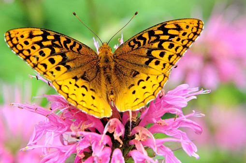 Closeup of pink Bee Balm blossom and colorful Mormon Fritillary Butterfly with wings spread.  Pattern of distinct black markings on butterfly wings.