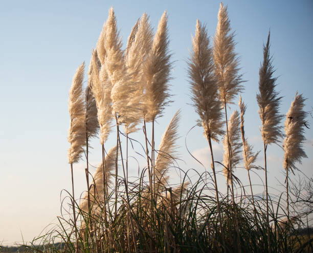istock Pampas Grass at the Beach 1282167126