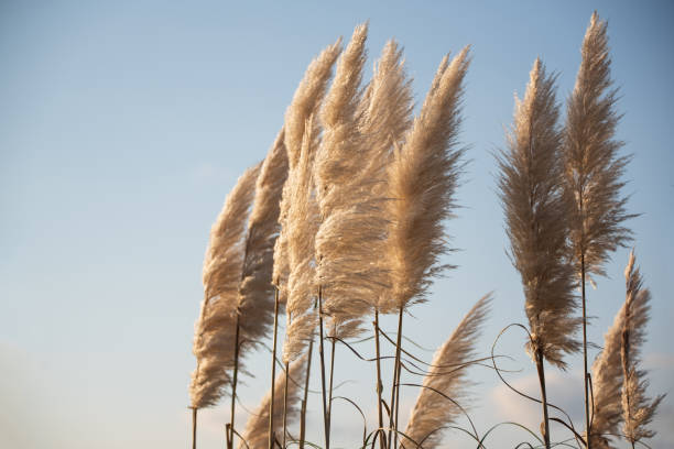 istock Pampas Grass at the Beach 1282167137