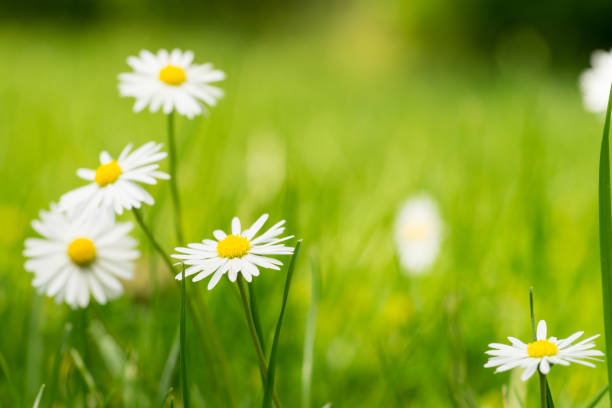 istock Small daisies with a green grass bokeh background 1282167209