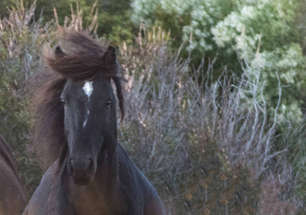 Wild Horses of Corolla