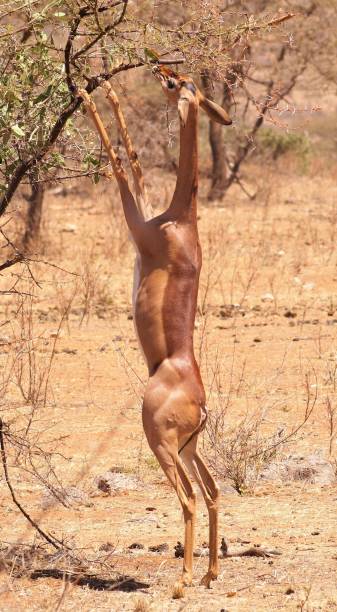 istock Gerenuk antelope 1282168703