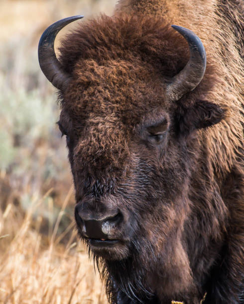 istock Buffalo Bison in Yellowstone National Park 1282168894