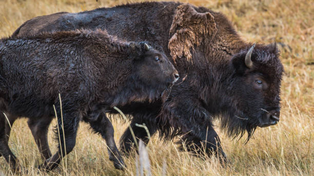 istock Buffalo Bison in Yellowstone National Park 1282168902