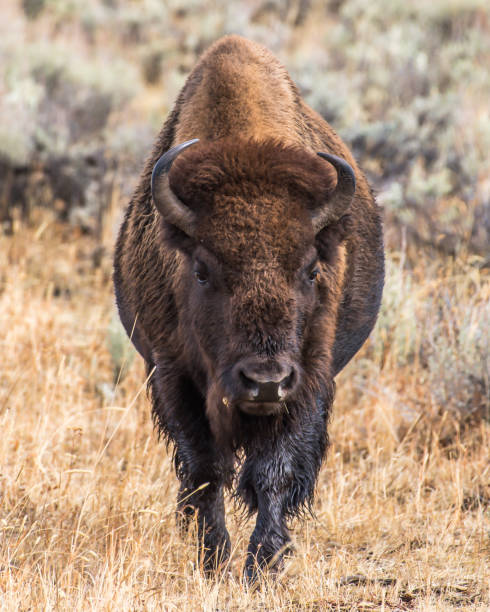 istock Buffalo Bison in Yellowstone National Park 1282168951