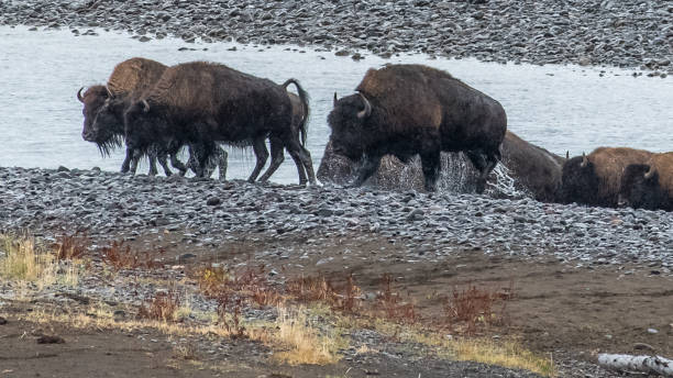 istock Buffalo Bison in Yellowstone National Park 1282168956