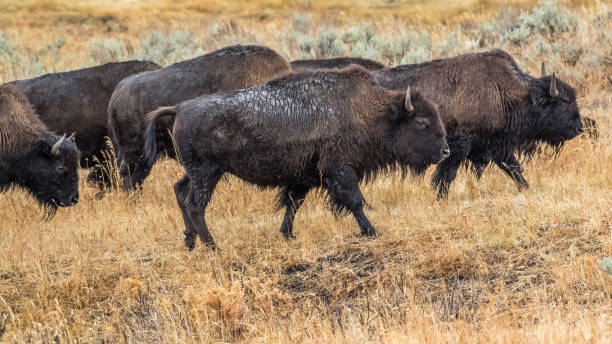 istock Buffalo Bison in Yellowstone National Park 1282168970