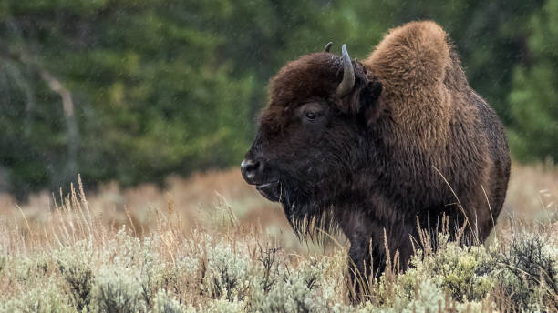 istock Buffalo Bison in Yellowstone National Park 1282168971