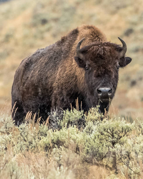 istock Buffalo Bison in Yellowstone National Park 1282169005