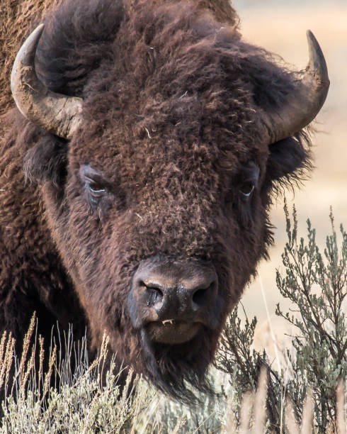 istock Buffalo Bison in Yellowstone National Park 1282169018