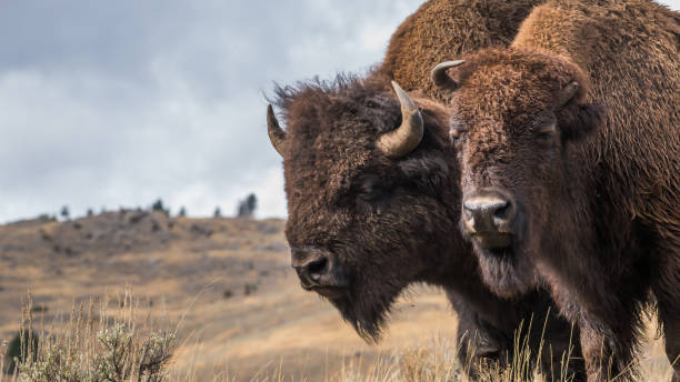 istock Buffalo Bison in Yellowstone National Park 1282169117