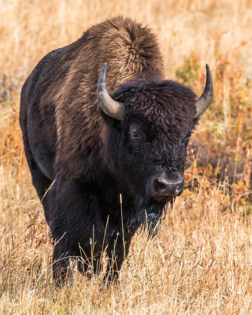 istock Buffalo Bison in Yellowstone National Park 1282169131