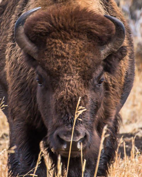 istock Buffalo Bison in Yellowstone National Park 1282169213