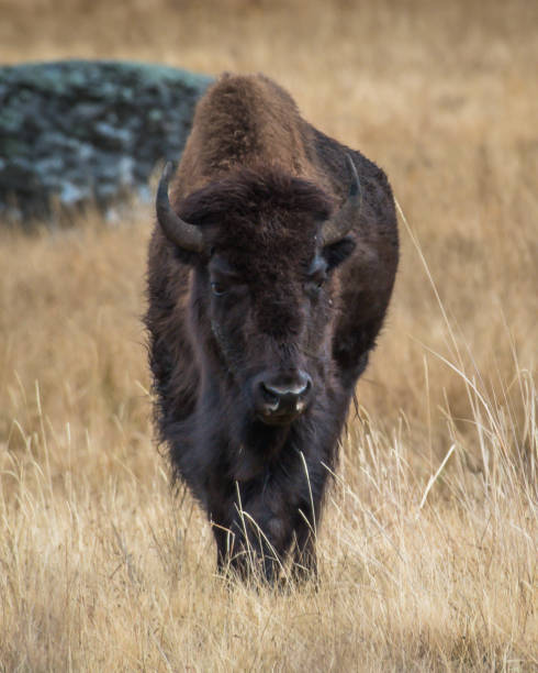 istock Buffalo Bison in Yellowstone National Park 1282169232