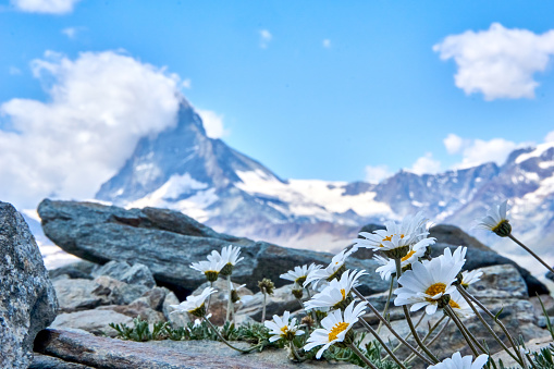 Flower with matterhorn on the background