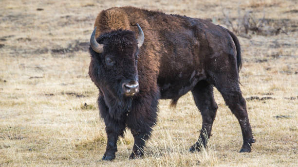 istock Buffalo Bison in Yellowstone National Park 1282169252