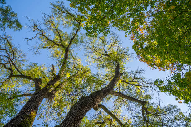 istock Top of the trees photographs from below 1282170530
