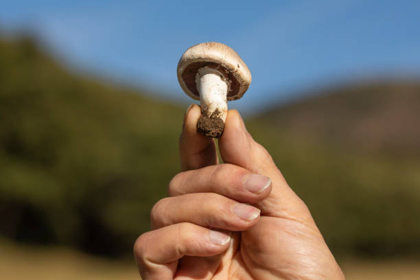 istock Man's hand showing a mushroom, Luesia, Aragon, Spain 1282171484