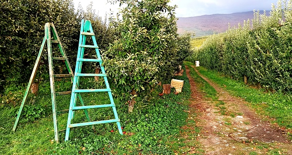two ladders in an apple orchard after harvest