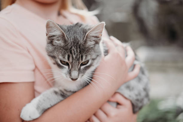 istock girl holding grey cat 1282174022