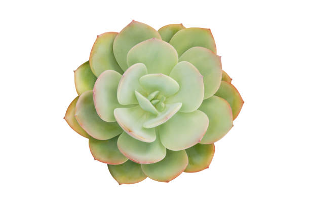 istock Echeveria, Succulent Plant Isolated on White Background, Top View with Clipping Path 1282175137