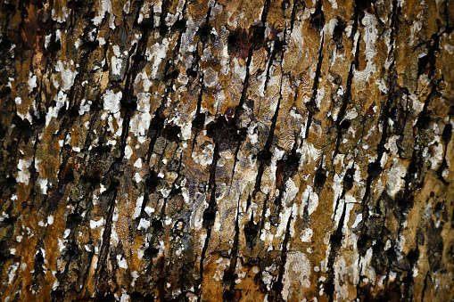 American basswood (aka linden) bark in autumn light, riddled with holes from the pecking of a yellow-bellied sapsucker. Taken in the New England forest.