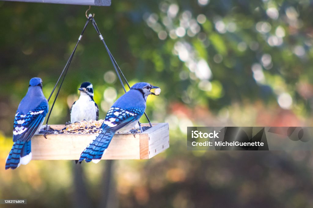 Two Blue Jays and a woodpecker at backyard bird feeder Bird Stock Photo