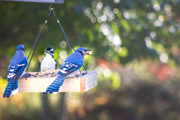 Two Blue Jays and a woodpecker at backyard bird feeder Two Blue Jays and a woodpecker at backyard bird feeder jay stock pictures, royalty-free photos & images