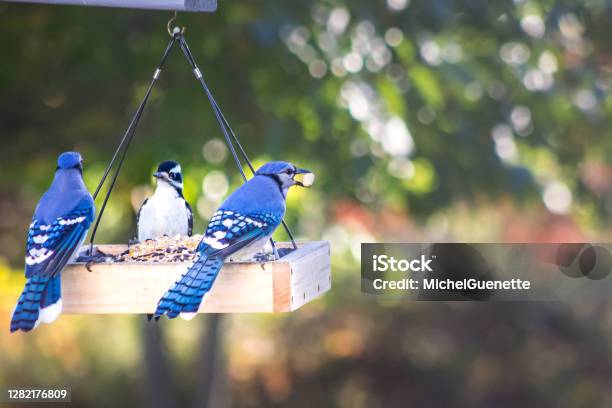 Two Blue Jays And A Woodpecker At Backyard Bird Feeder Stock Photo - Download Image Now