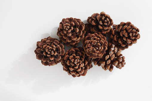 top view of a group of large pine cones isolated on white background
