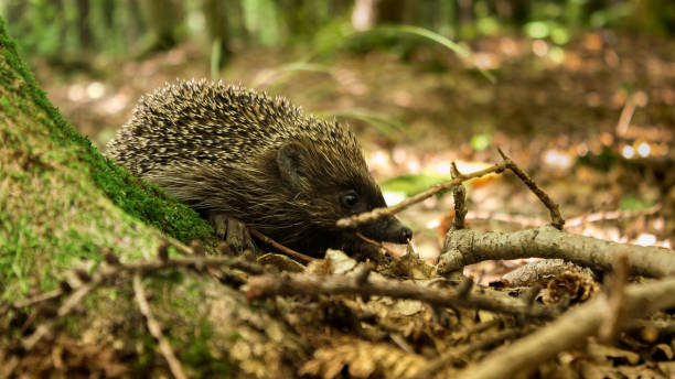istock Autumn hedgehog Hedgehog walking in the woods 1282177068