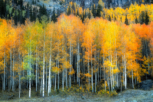 Every fall season, Colorado's Aspens turn the most beautiful shade of yellow, orange and some even touches of red