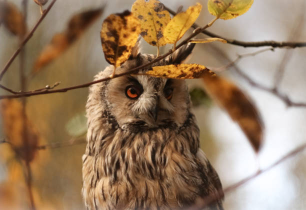 istock Portrait of a Long-eared owl 1282177271