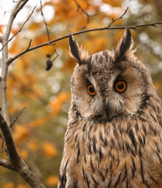 istock Portrait of a Long-eared owl 1282177277