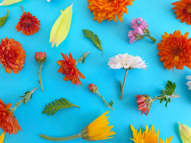 istock beautiful flowers on a colored background 1282178096