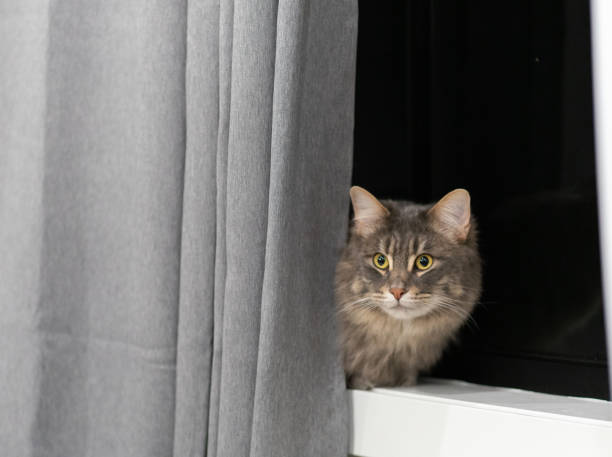 istock A fluffy cat hiding behind curtain 1282178134