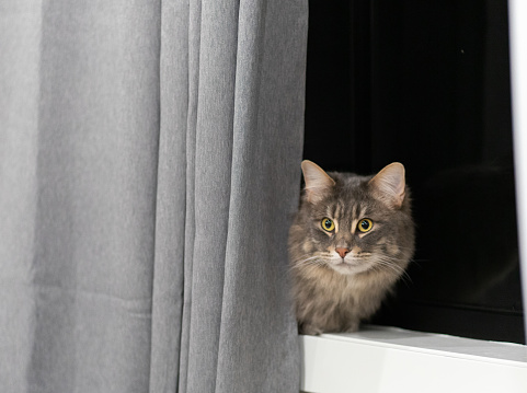 A gray fluffy cat is hiding behind the curtain and look around.
