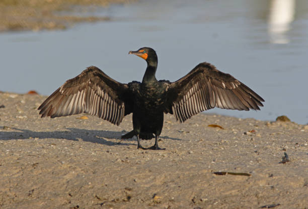 cormorán de doble cresta - cormorán moñudo fotografías e imágenes de stock