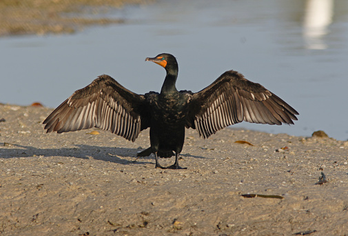 Double-crested Cormorant (Phalacrocorax auritus) adult standing with wings spread\