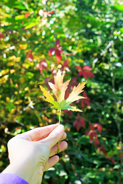 istock Womens hand holds a maple leaf on green tree 1282178516