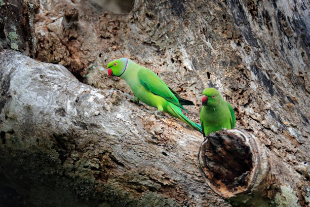 istock Parrot on the tree. Two birds in nesting hole. Nesting Rose-ringed Parakeet, Psittacula krameri, beautiful parrots in the nature green forest habitat, Sri Lanka, Asia. 1282180075