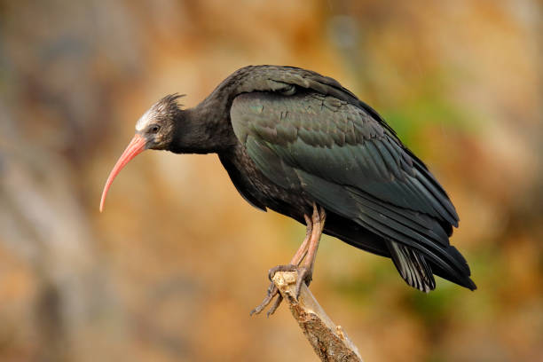 istock Bald Ibis Geronticus eremita, exotic bird in the nature habitat, evening sun light, during sunset, Marocco. Northern Ibis sitting on the branch, rock mountain in the background. 1282180155